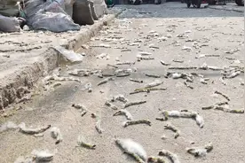 这里的杨絮满天飞，有啥好办法？图片