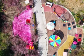 渔洞樱花艳丽开，观赏游乐等你来图片