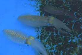 日本科学家发现鱿鱼可以通过变色伪装自己图片