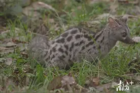 “野性”回归 湛江多元｜湛江野生动物大调查结果独家披露图片