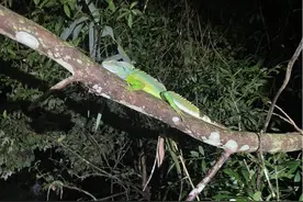 广东省动物学会：广州再次发现长鬣蜥图片