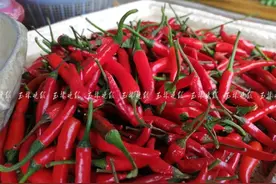 一天一个价！玉城小米椒最贵卖到80元/公斤 比去年涨了4倍图片