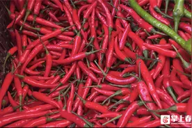 “麦麦，辣么贵”！昆明市场小米辣100元/公斤图片