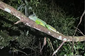 广东省动物学会：广州再次发现长鬣蜥图片