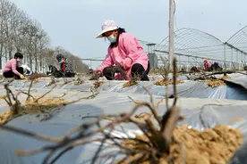 致富有新路 河南夏邑何首乌基地种植忙图片