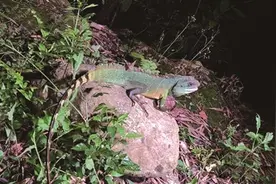 广州野外又见长鬣蜥 很萌哟图片