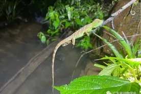 广州再次发现这个物种，长相呆萌图片