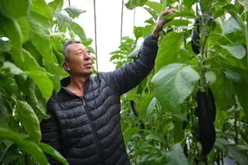 革命圣地延安：丰收不只在金秋 春天也闻瓜果香图片