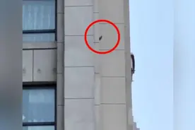 清晨有噪音业主以为有人用震楼器，原来是啄木鸟“使坏”视频封面