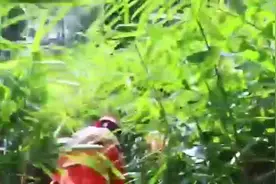 生死救援5小时！采蜂人从大树坠落，勐腊消防徒步进原始森林图片