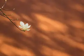 夜读 |《诗经》，惊艳三千年图片