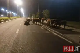武汉高新大道再现牛群，约有30头，经常到附近园区吃草图片