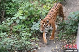 广东创建南岭国家公园 助力华南虎“重振雄风”图片