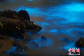 福建平潭现蓝眼泪 蓝色涟漪犹如海洋极光图片