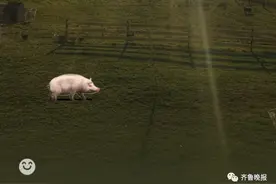 “微信农场”冲上热搜！画风逐渐跑偏，不仅能养猪养羊，还能打蟑螂...图片