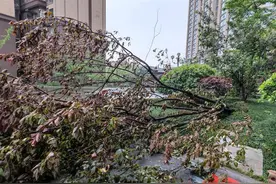 13级罕见大风夜袭四川安岳：“5条回家路，都被倒伏的树木挡了去路”图片