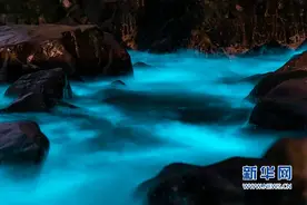 福建平潭：灿若星河“蓝眼泪”踏浪而来图片