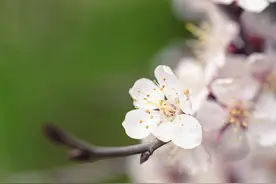 杏花疏影里，吹笛到天明 | 10 首杏花诗词图片