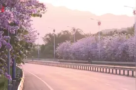 紫荆花开醉春风，烂漫粉紫春意浓｜韶关乐昌图片