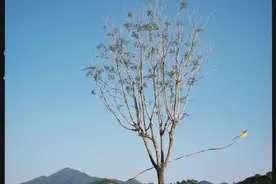 太养眼了！同事们都穿上了漂亮的小裙子图片