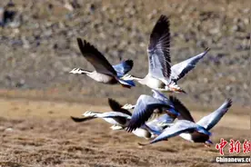 青海湖迎来大批候鸟 数量较去年同期增长4.5倍图片