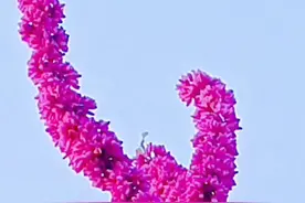 青未了／紫荆花开，映红了春天图片