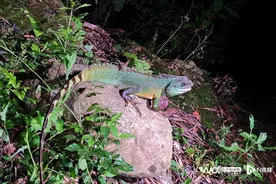 野生水龙重现广州，拍摄团队曾踏遍11区进行本底调查图片