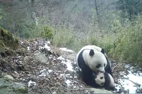 红外相机拍到野生大熊猫幼崽“学步”：从被叼着走到雪地蹒跚追妈妈图片