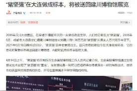 猪坚强被做成标本，将被送回建川博物馆展览图片