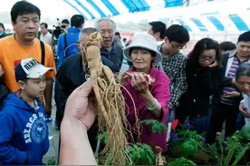 “冬眠人参”疯狂增值90倍：一张评估报告竟吓跑十几家会计师事务所图片