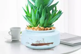 家里养这些花，至少多活十年，每盆都是健康守护神图片