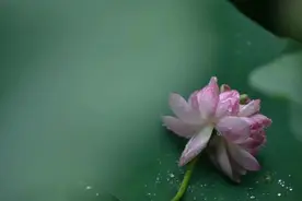 一粒莲子如何变身成荷花，宅家期间探寻一下？图片