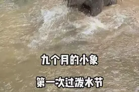 9个月大的小象过泼水节简直萌翻了图片