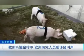 研究人员破译出猪叫声了……图片