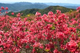 人间四月，这里千亩杜鹃花惊艳绽放，漫山遍野红红红图片