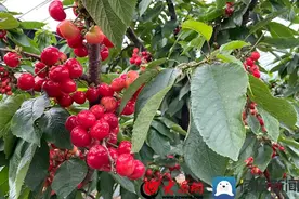 线上直播+线下采摘“中国樱桃第一村”厉家寨大樱桃上市红红火火图片