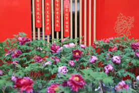 儿童公园邀你赏牡丹图片