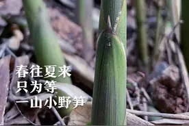 浙江人文地理｜春往夏来，只为等一山小野笋图片