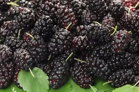 为什么吃桑葚时，老是吃一嘴紫色？一颗桑葚好处多，现在吃刚好图片