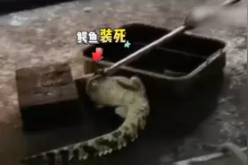 小鳄鱼“遛弯”被抓后装死，意外坐了趟消防车视频封面