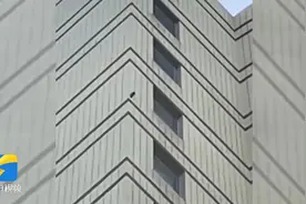 济南一居民楼每天被啄木鸟准时啄墙 专家：可能是营造“爱的小屋”图片