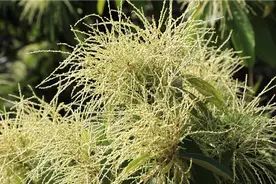 最是一年春好处丨“涨知识”！原来栗子花长这样图片