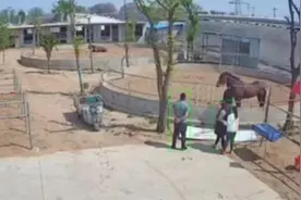 马也会咬人？男子骑前抚摸想“培养感情”，耳朵被咬伤缝三针图片