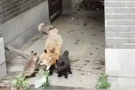 武汉大学网红狐狸珞珞当妈妈了图片