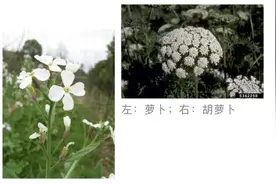 冷知识：胡萝卜其实并不是“萝卜”最早也不是橙色图片