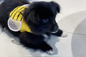 网友称流浪狗被收养后遭虐待，医生：伤情严重图片