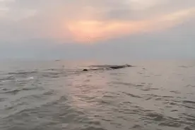 “鲸”动全球！象山救鲸行动引海内外媒体“刷屏”关注，亿万网友点赞送祝福图片