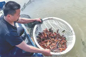 小龙虾下月大量上市 价格有望越来越亲民图片