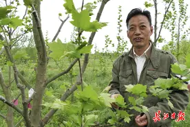 一棵法桐会掉3.7亿根“毛”，华农教授包满珠要种出不掉毛的法桐图片