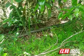 头皮发麻！出游碰见大蛇，户外运动请注意安全图片